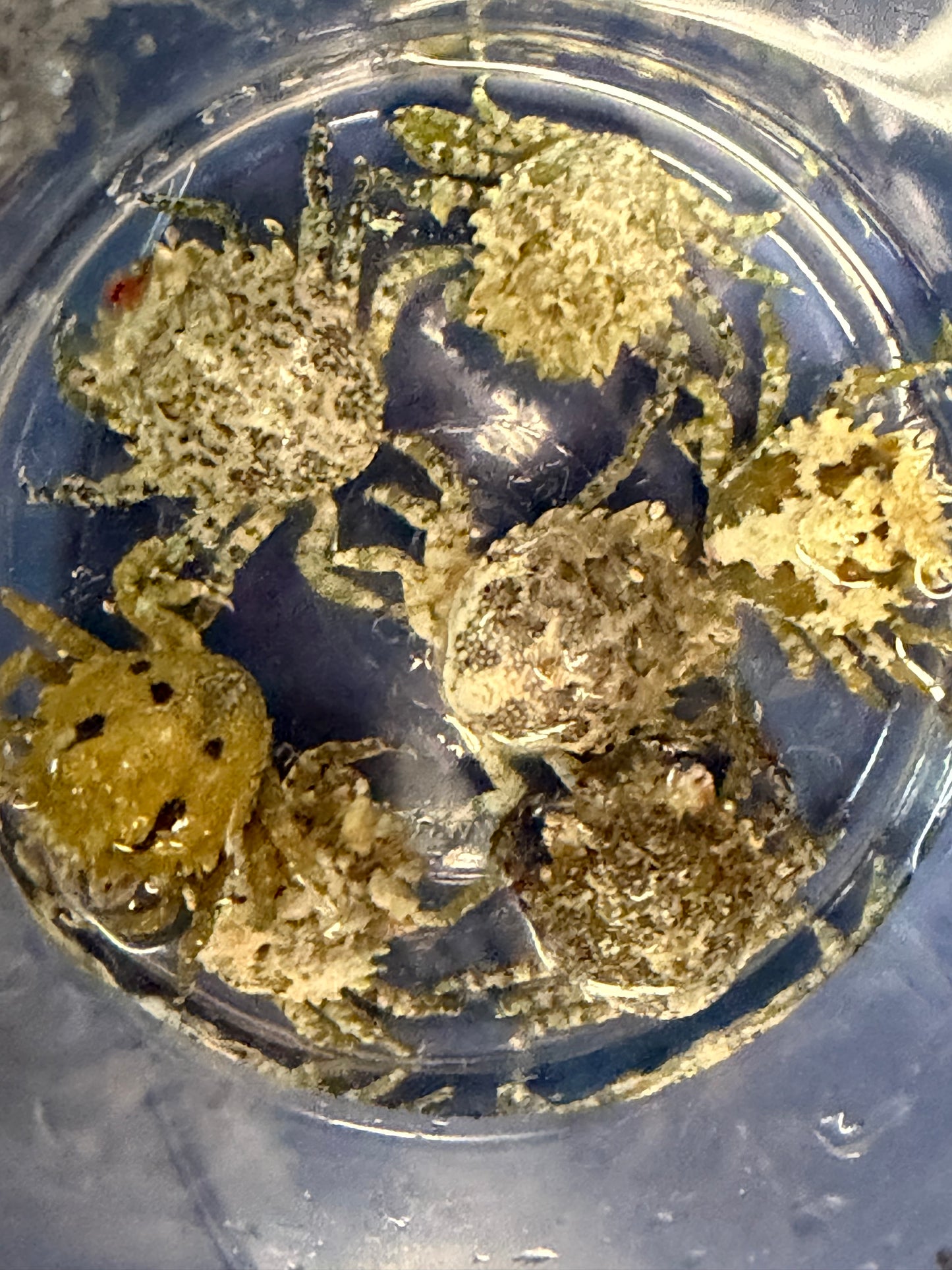 Pithos Crabs