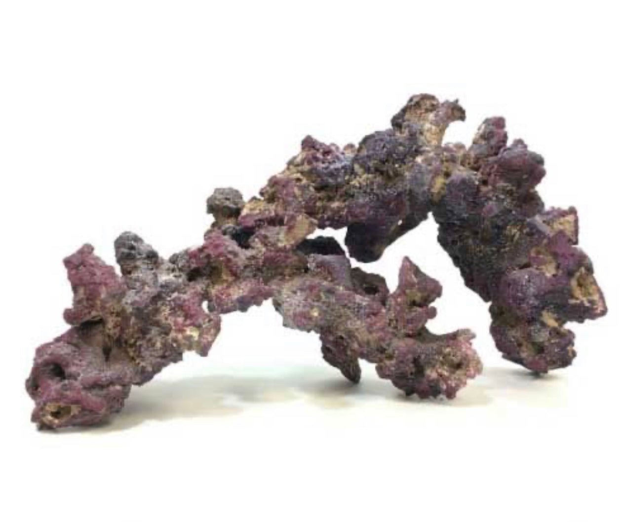 Carib Sea LIFE ROCK