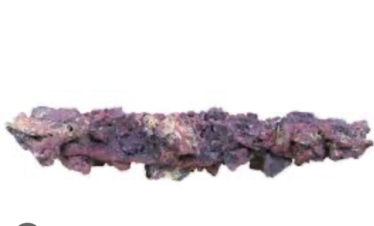 Carib Sea LIFE ROCK