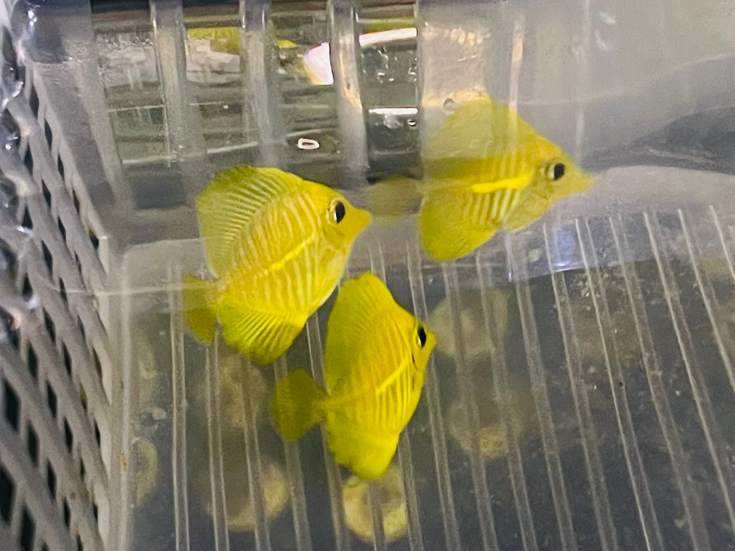 Aqua Culture HAWAIIAN YELLOW TANGS