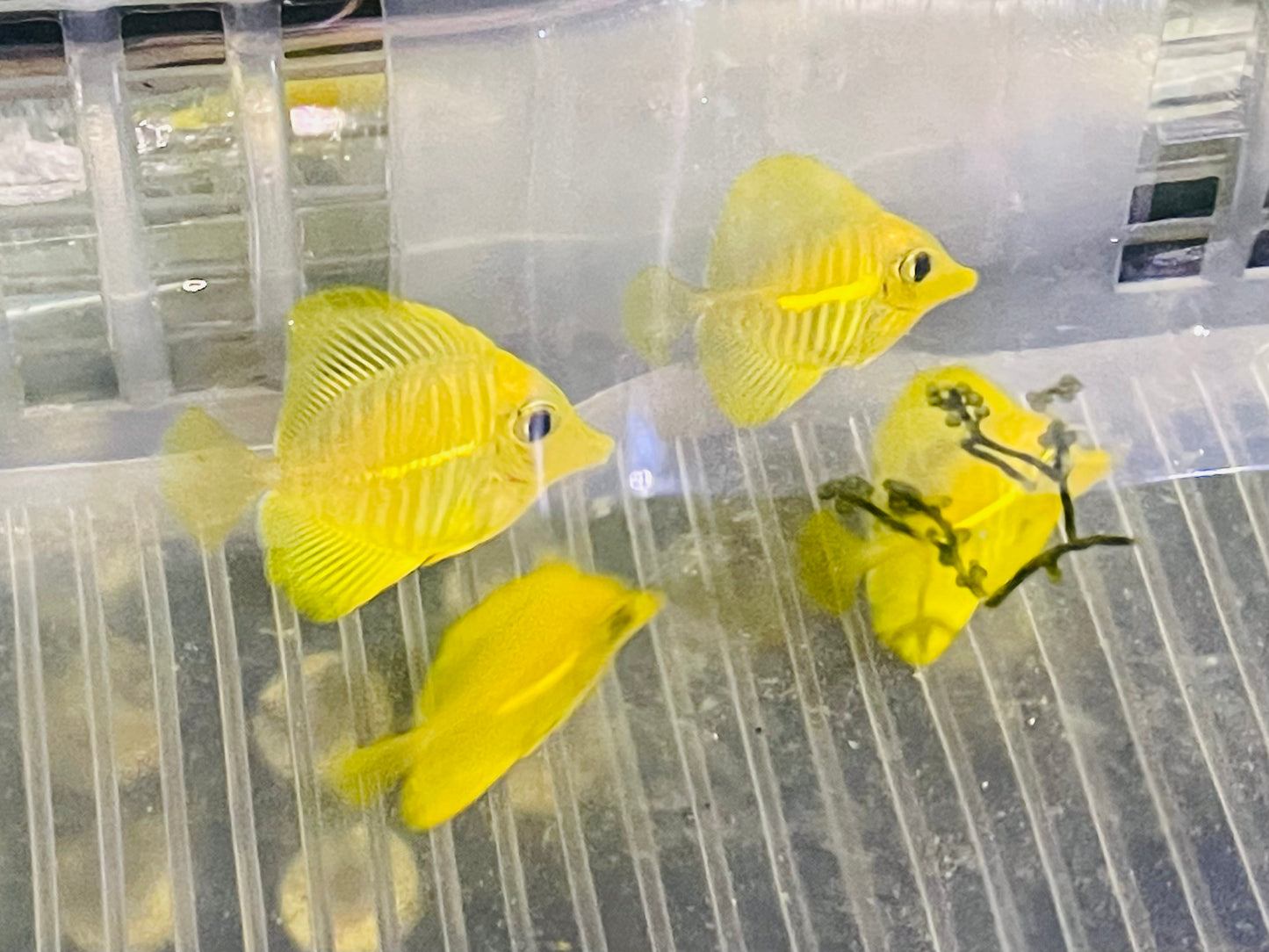 Aqua Culture HAWAIIAN YELLOW TANGS