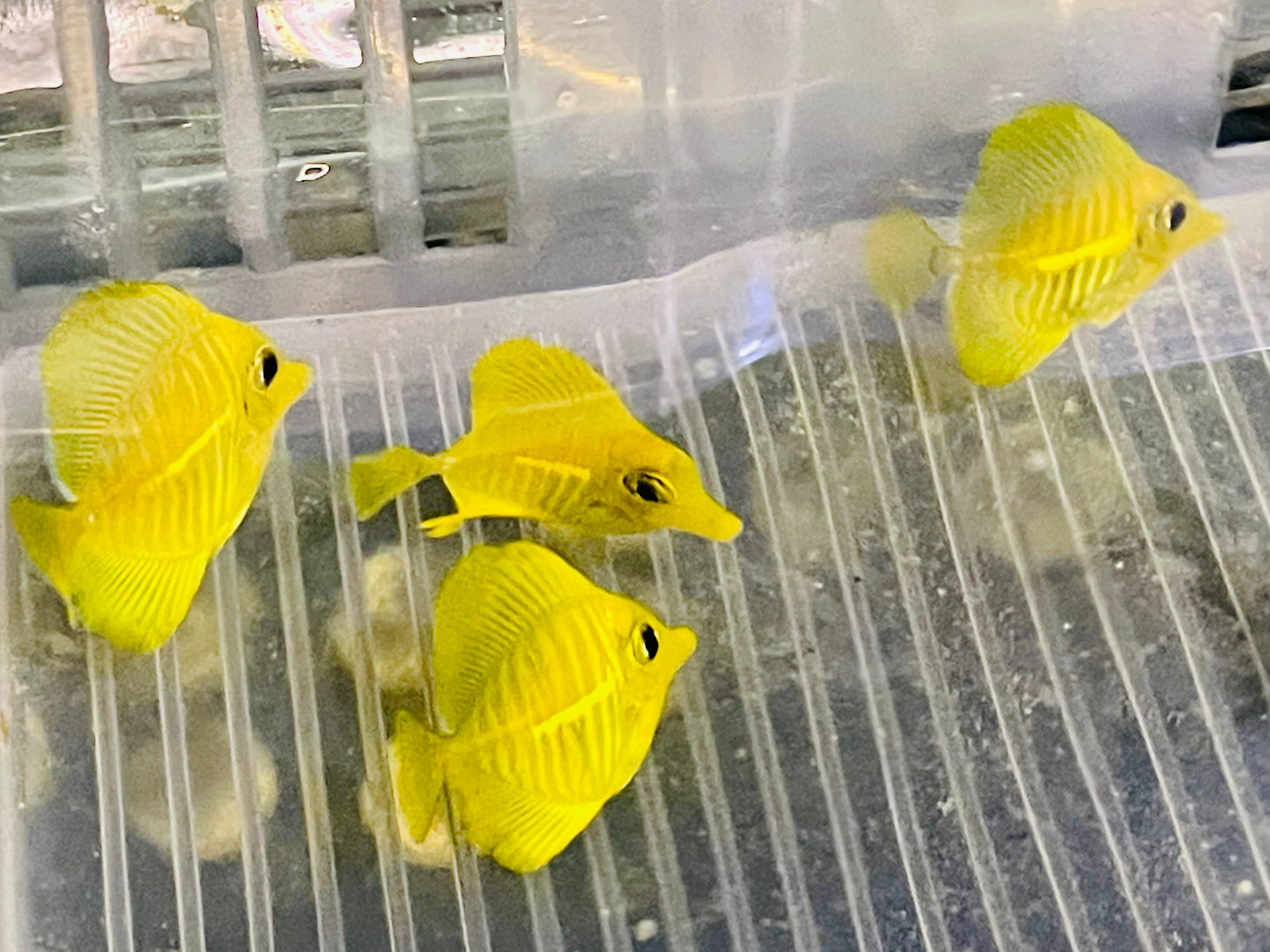 Aqua Culture HAWAIIAN YELLOW TANGS