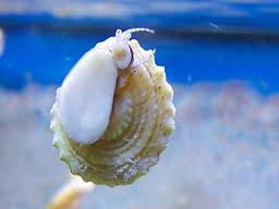 Astrea Snails