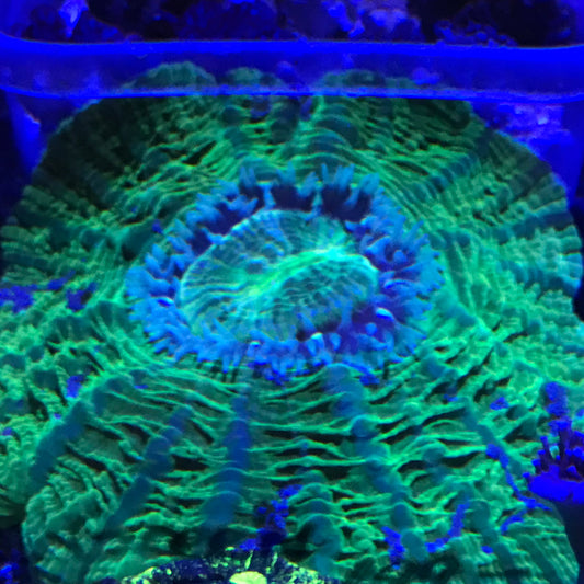 Ultra Neon Green Donut Coral