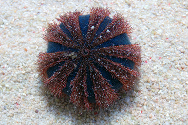 Royal Tuxedo Urchin