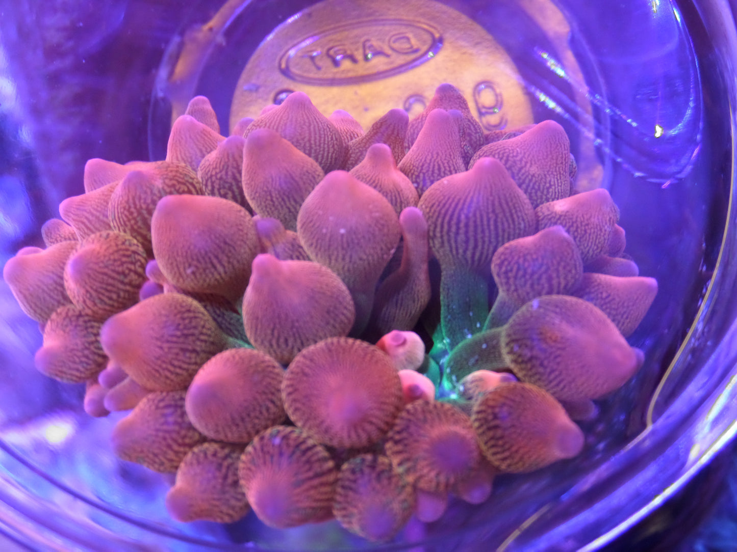 Rose Bubbletip Anemone