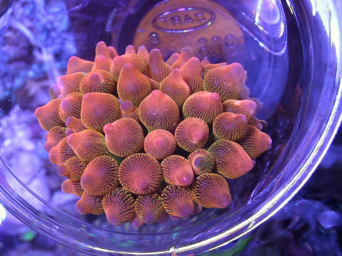 Rose Bubbletip Anemone