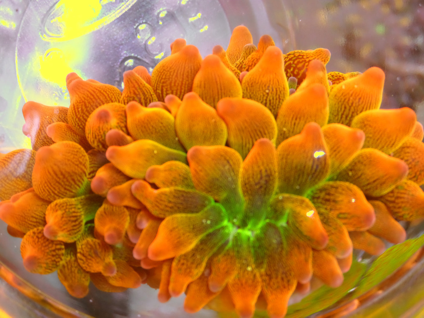 Rose Bubbletip Anemone