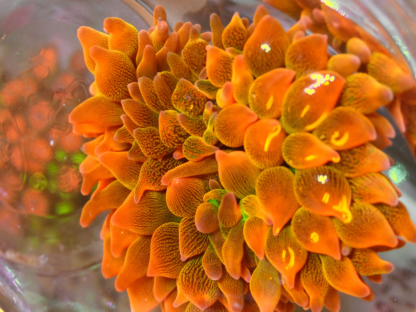 Rose Bubbletip Anemone