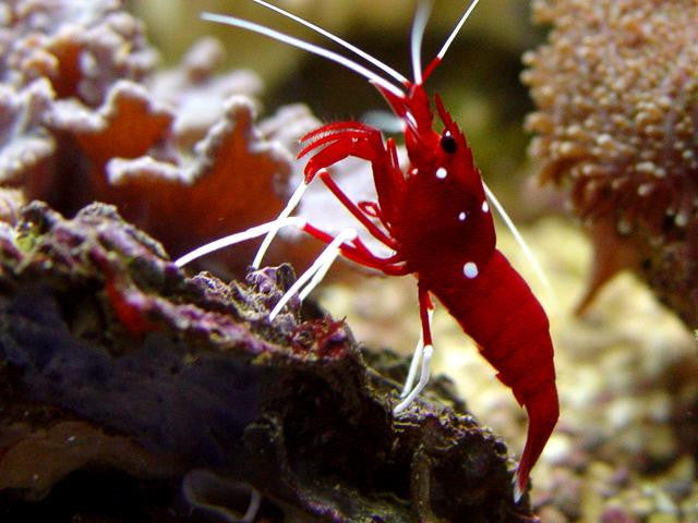 Blood Shrimp (Fire Shrimp) – Aqua Dreams