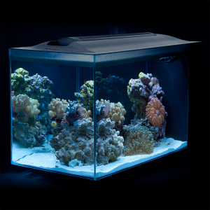 FLUVAL SEA EVO SALTWATER LED AQUARIUM KIT 13.5 US Gal