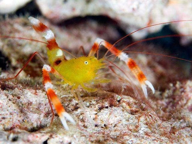 Yellow Coral Banded Shrimp
