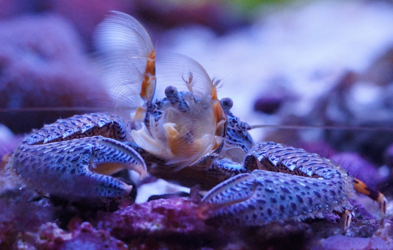 Porcelain Anemone Crab - reef safe