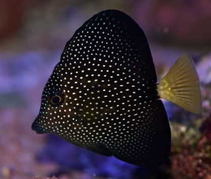 Madagascar Gem Tang