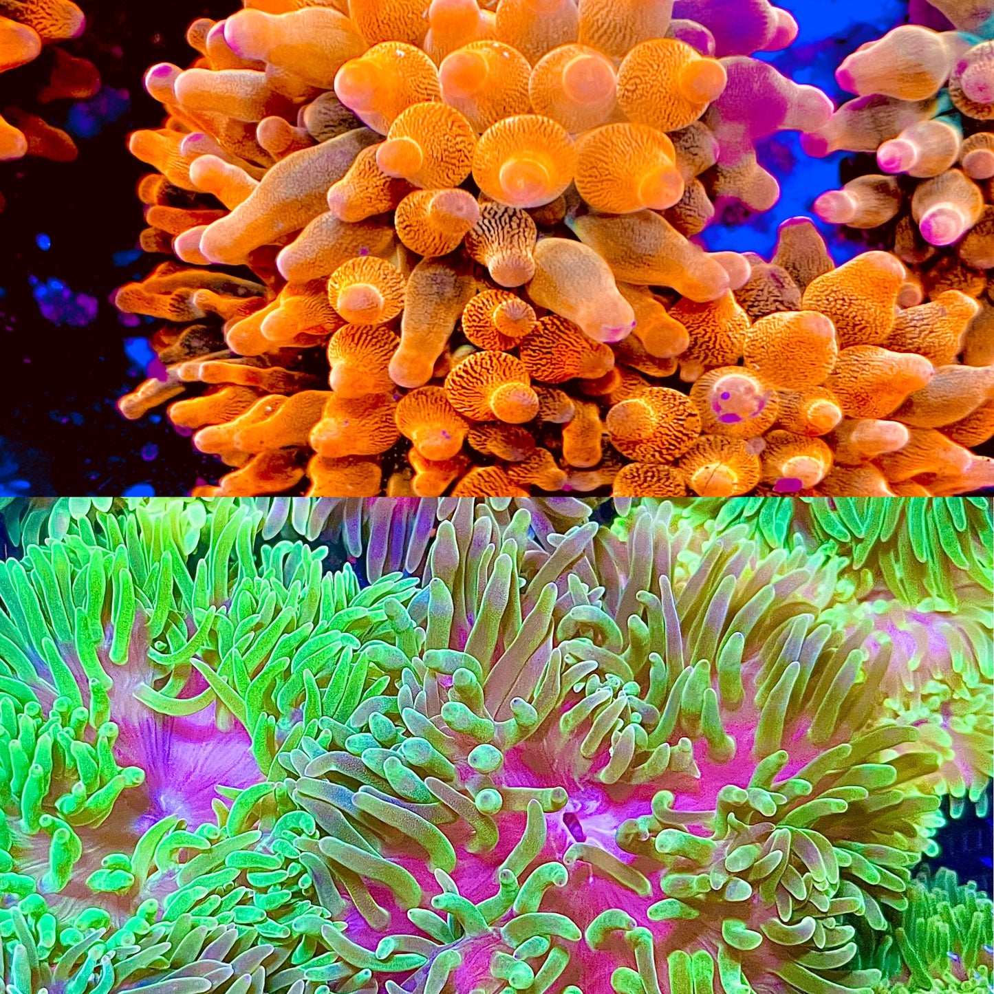 Super Bubbletip Anemone 2-pack