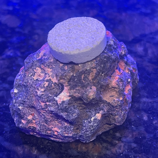 Frag Plug Holder -Live Rock