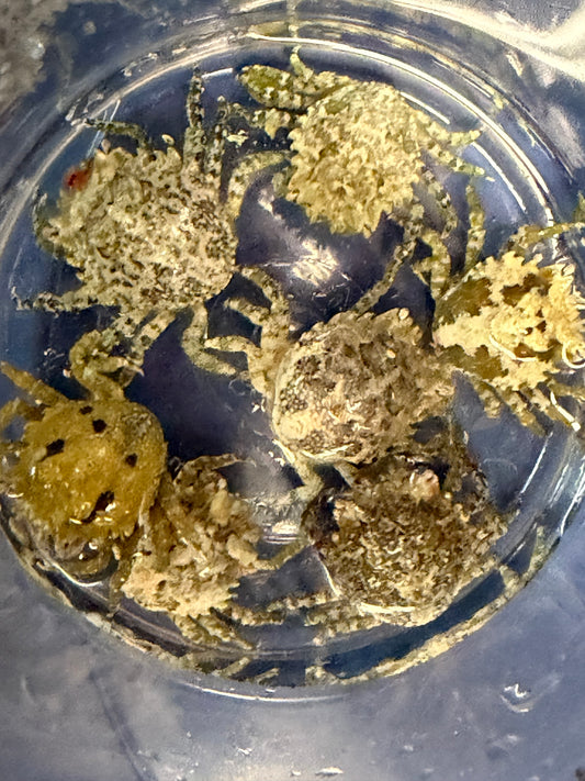 Pithos Crabs