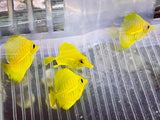 Aqua Culture HAWAIIAN YELLOW TANGS