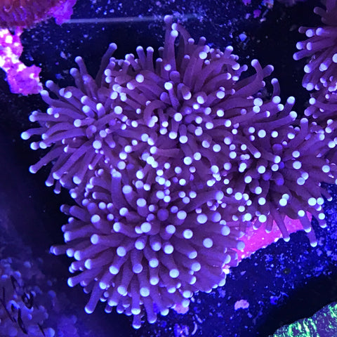 Torch Coral Cultured - White Tip