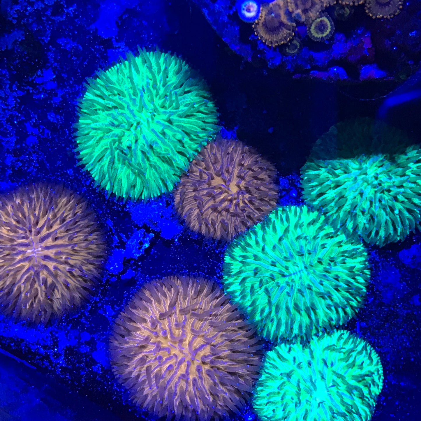 Australian Mini Fungia Coral 1-2"
