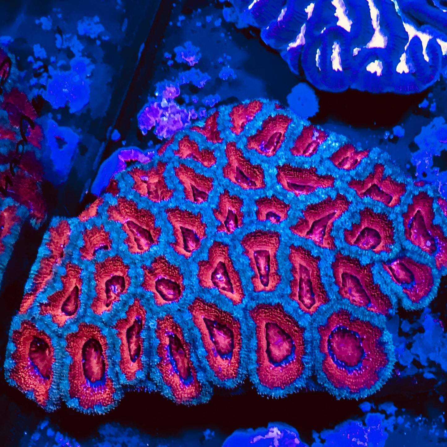 Australian Red & Green Acan 4" Colony