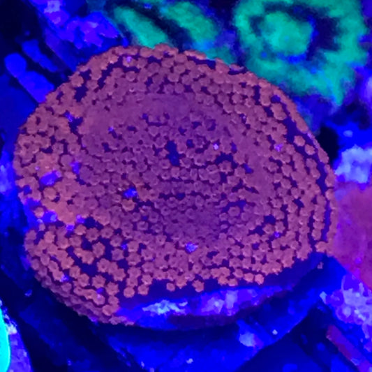 Superman Montipora Blue w/Red Polyps