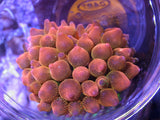 Rose Bubbletip Anemone