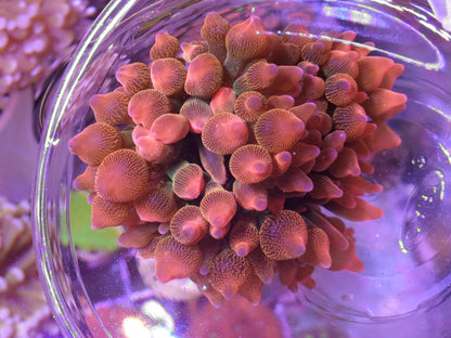 Rose Bubbletip Anemone