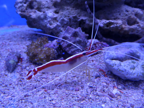 Skunk Cleaner Shrimp