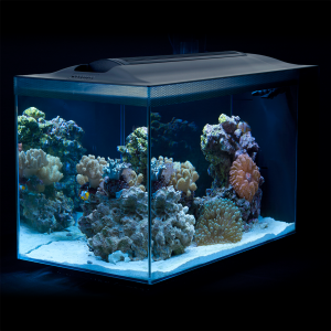 Fluval SEA Evo Saltwater Aquarium Kit 5Gal (19L) - LED 11000K - 3 Stage  Filter