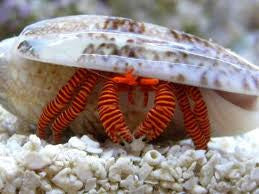 Halloween Hermit Crab - reef safe