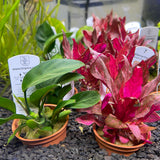 TROPICA freshwater Potted Plants