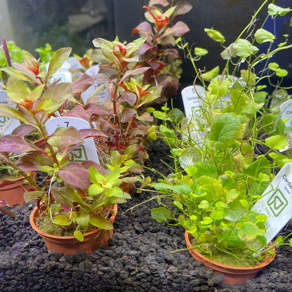 TROPICA freshwater Potted Plants