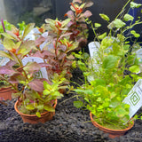 TROPICA freshwater Potted Plants