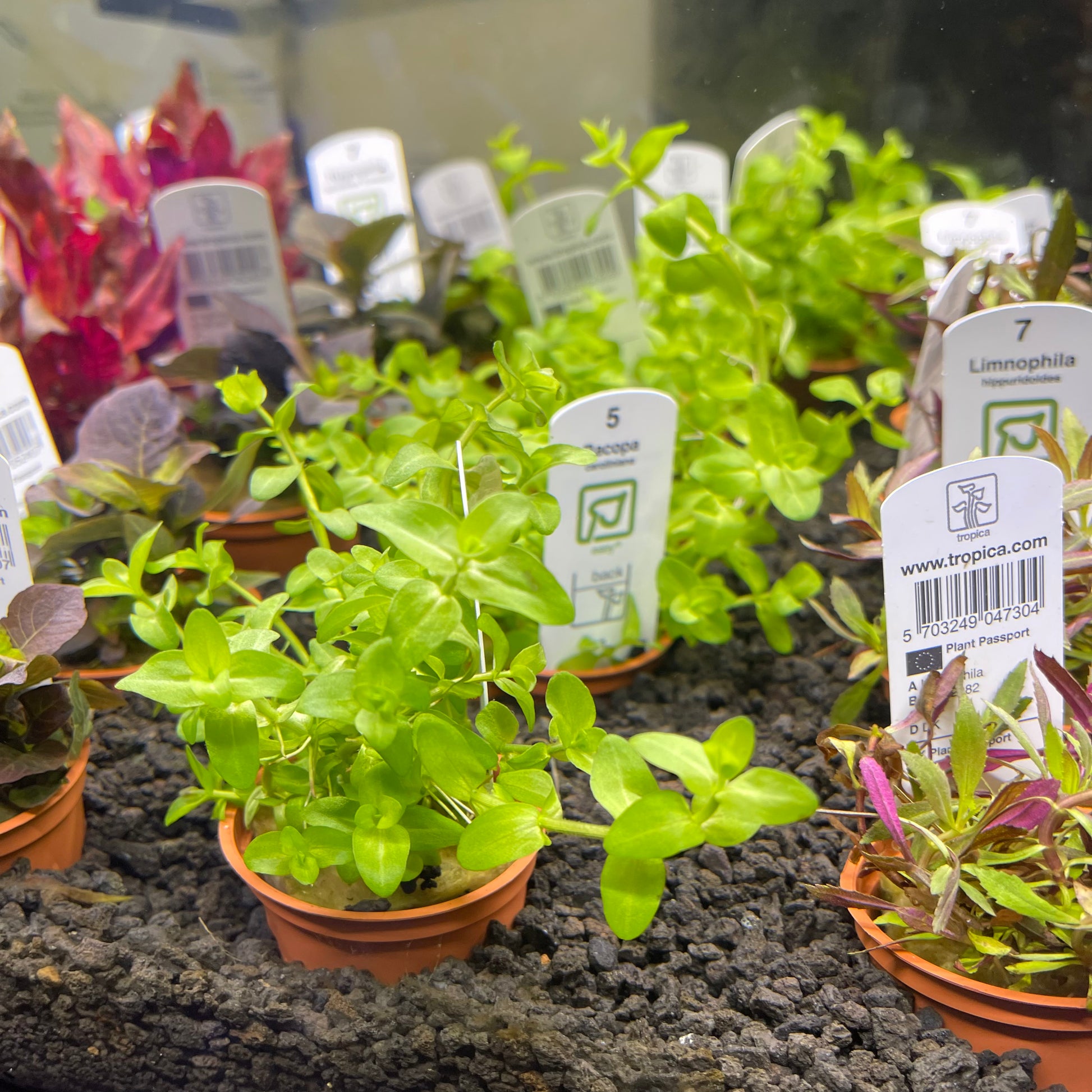potted plant dreams TROPICA freshwater Potted Plants – Aqua Dreams