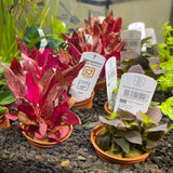 TROPICA freshwater Potted Plants