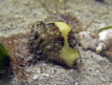 Money Cowrie - Reef Safe herbivore