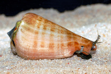 Tiger Sand Conch (Strombus Conch)
