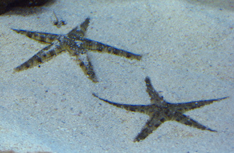 Fiji Sand Sifting Starfish